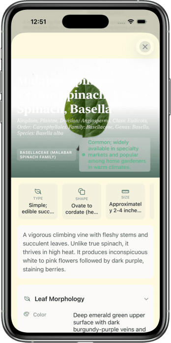 Leaf Identifier App Interface